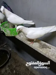  2 وجبة لوت حلوات