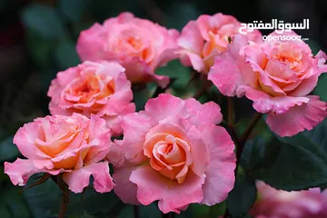  14 صور على الحائط (ستيكرز)