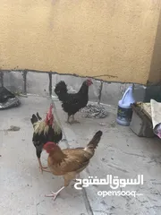  2 دجاج عرب بصرة مشراك دجاجتين وديج اقره الوصف