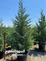  2 مشاتل الريان الزراعية إنتاج وبيع جميع انواع الاشجار المثمره والزينه