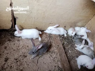  6 أرانب بلدي و فرنسي للبيع  ديوك بلدي للبيع