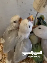  4 فراخ للزق اليدوي