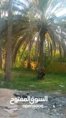  8 بستان دونم سند 25كافة الخدمات ماء كهرباء واجهة 52متر  مسيج ومزروع مقابل المنتجعات السياحية