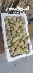  2 يوجد توت ابيض اسود