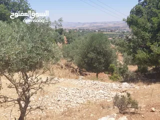  7 ارض 6 دونمات مزروعة زيتون في الصبيحي سعر مغري 100000 قرب التنظيم
