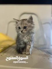  2 قططططط للبيع