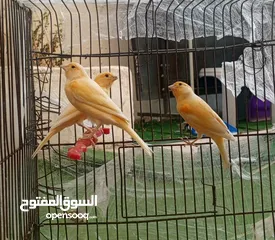  1 كنارات درجة أولى للبيع ( ذكرين و انثى )