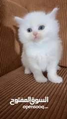  26 قــطــط لــلــبــيــع