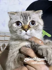  1 قطه نثيه سكوتش للبيع