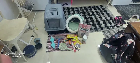  6 قطة للبيع أنثى عمرها 3 اشهر بيجي معها كل مستلزمات القطة