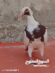  1 جوز اسكندروني