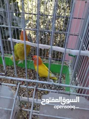  6 جوزين فيشر و روز الأسعار في الأسفل
