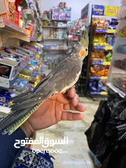  4 طير كوكتيل