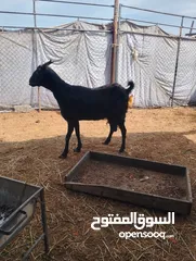  1 شاه ضخمه باكستانيه