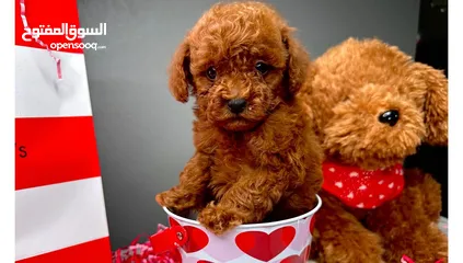  1 ADORABLE RED TOY POODLE PURE BREED HOME RAISED  HEALTHY PUPPIES