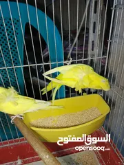  9 جوز حب هوجو رومو لاتينو  وردات فل شغال للبيع او للبدل علا جوز كنار .. اقرأ الوصف .. للبيع بدون قفص