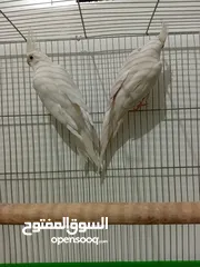  2 كوكتيل البينو عين حمراء للبيع