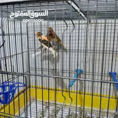  7 3 فراخ كنار