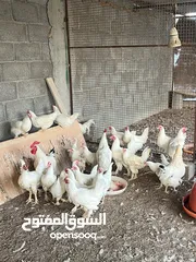  3 ديك كوشن / ديك هجين لون ابيض