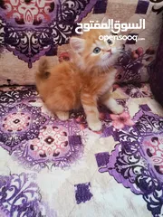  5 قطط شرازي مون فيس