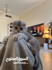  1 Scottish Fold Pure