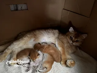  1 Golden chinchilla and kittens