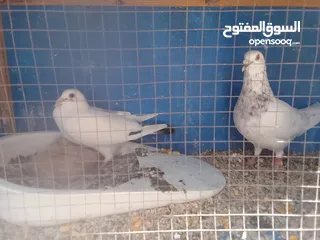  15 حمام كش الوان البيع.  في حمام زق  البيع