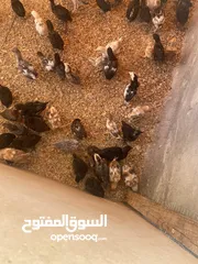  2 صيصان بلدي  العمر  شهر