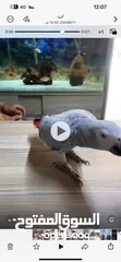  1 ببغاء كاسكو مفقود