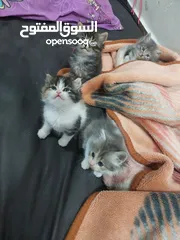  3 قطط كاليكو مكس شيرازي عمر شهرين