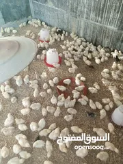  1 صوصان لاحم نخب أول