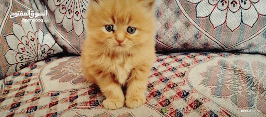  8 قطط شيرازي من المعدوم لون عسلي