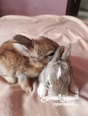  8 ارانب عمر شهر ونص تربيه منزل تب نظافه وبصحه جيده جدا.                                              .