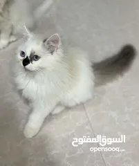  2 قطه شيرازي