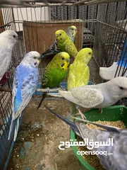  4 عصافير بيقلينوا