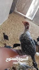  1 صيصان بلدي عمر شهر ونص