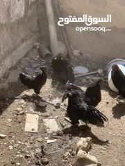  23 ديوك لمبرجيني و صيصان صحة و نظافة  بلدي للبيع
