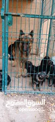  3 German Shepherd pups