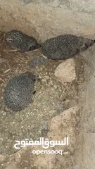  1 قنفذ للبيع عدد 3
