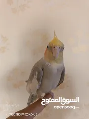  6 طائر كوكتيل اليف 100% مع قفص كاسكو