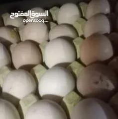  12 بيض لاحم ملقح للتفقيس