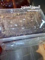  20 عسل يمني و بلدي
