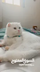  7 4 قطط للبيع