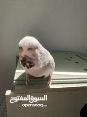  1 طيرة انجليزي رمادية ومخاليف فيش. وفراخ روز للزق اليدوي. الرجاء قراءة الوصف