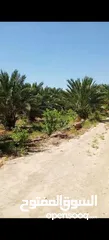  6 مزرعة للبيع في الكرامة
