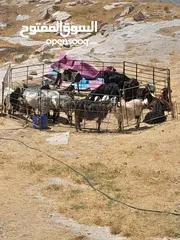  1 اضاحي للبيع جميع الاوزان نخب النخب
