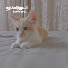  8 قطط لتبني ذكر وانثى عمر شهرين ونص