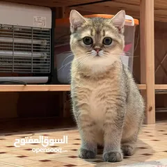  4 انثى سكوتش ستريت