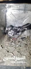  2 حمام للببع