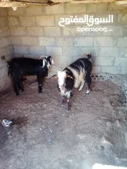  1 عنزين للبيع  عنزين للبيع